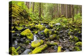 Wa, Olympic National Park, Sol Duc Valley, Stream with Mossy Rocks-Jamie And Judy Wild-Stretched Canvas