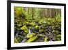 Wa, Olympic National Park, Sol Duc Valley, Stream with Mossy Rocks-Jamie And Judy Wild-Framed Photographic Print