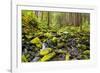 Wa, Olympic National Park, Sol Duc Valley, Stream with Mossy Rocks-Jamie And Judy Wild-Framed Photographic Print