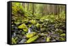 Wa, Olympic National Park, Sol Duc Valley, Stream with Mossy Rocks-Jamie And Judy Wild-Framed Stretched Canvas