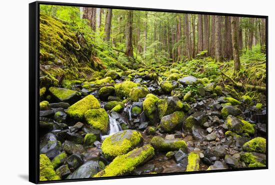 Wa, Olympic National Park, Sol Duc Valley, Stream with Mossy Rocks-Jamie And Judy Wild-Framed Stretched Canvas