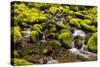 Wa, Olympic National Park, Sol Duc Valley, Stream with Mossy Rocks-Jamie And Judy Wild-Stretched Canvas
