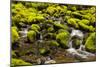 Wa, Olympic National Park, Sol Duc Valley, Stream with Mossy Rocks-Jamie And Judy Wild-Mounted Photographic Print
