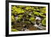 Wa, Olympic National Park, Sol Duc Valley, Stream with Mossy Rocks-Jamie And Judy Wild-Framed Photographic Print