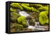 Wa, Olympic National Park, Sol Duc Valley, Stream with Mossy Rocks-Jamie And Judy Wild-Framed Stretched Canvas