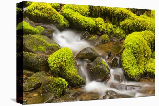 Wa, Olympic National Park, Sol Duc Valley, Stream with Mossy Rocks-Jamie And Judy Wild-Stretched Canvas