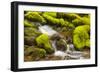 Wa, Olympic National Park, Sol Duc Valley, Stream with Mossy Rocks-Jamie And Judy Wild-Framed Photographic Print