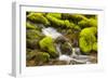 Wa, Olympic National Park, Sol Duc Valley, Stream with Mossy Rocks-Jamie And Judy Wild-Framed Photographic Print