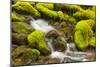 Wa, Olympic National Park, Sol Duc Valley, Stream with Mossy Rocks-Jamie And Judy Wild-Mounted Photographic Print