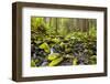 Wa, Olympic National Park, Sol Duc Valley, Stream with Mossy Rocks-Jamie And Judy Wild-Framed Photographic Print