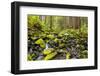 Wa, Olympic National Park, Sol Duc Valley, Stream with Mossy Rocks-Jamie And Judy Wild-Framed Photographic Print