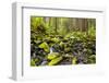 Wa, Olympic National Park, Sol Duc Valley, Stream with Mossy Rocks-Jamie And Judy Wild-Framed Photographic Print