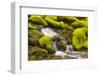 Wa, Olympic National Park, Sol Duc Valley, Stream with Mossy Rocks-Jamie And Judy Wild-Framed Photographic Print