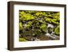 Wa, Olympic National Park, Sol Duc Valley, Stream with Mossy Rocks-Jamie And Judy Wild-Framed Photographic Print