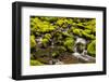 Wa, Olympic National Park, Sol Duc Valley, Stream with Mossy Rocks-Jamie And Judy Wild-Framed Photographic Print