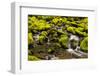 Wa, Olympic National Park, Sol Duc Valley, Stream with Mossy Rocks-Jamie And Judy Wild-Framed Photographic Print