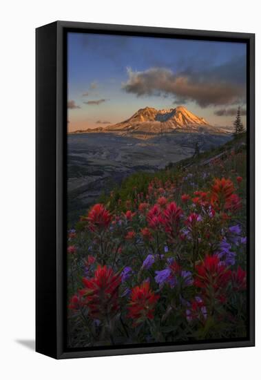 WA. Paintbrush and Penstemon wildflowers at Mount St. Helens Volcanic National Monument-Gary Luhm-Framed Stretched Canvas