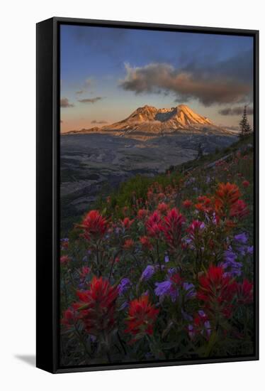 WA. Paintbrush and Penstemon wildflowers at Mount St. Helens Volcanic National Monument-Gary Luhm-Framed Stretched Canvas