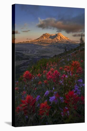 WA. Paintbrush and Penstemon wildflowers at Mount St. Helens Volcanic National Monument-Gary Luhm-Stretched Canvas