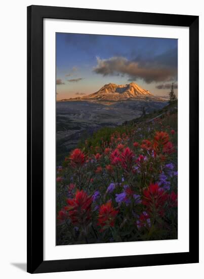 WA. Paintbrush and Penstemon wildflowers at Mount St. Helens Volcanic National Monument-Gary Luhm-Framed Photographic Print