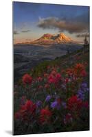 WA. Paintbrush and Penstemon wildflowers at Mount St. Helens Volcanic National Monument-Gary Luhm-Mounted Photographic Print