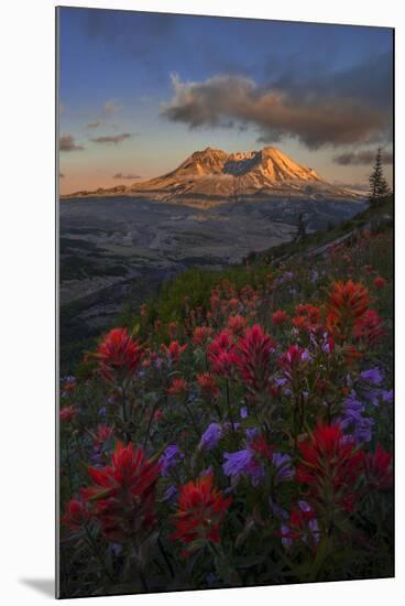 WA. Paintbrush and Penstemon wildflowers at Mount St. Helens Volcanic National Monument-Gary Luhm-Mounted Photographic Print