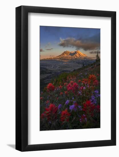 WA. Paintbrush and Penstemon wildflowers at Mount St. Helens Volcanic National Monument-Gary Luhm-Framed Photographic Print