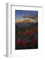 WA. Paintbrush and Penstemon wildflowers at Mount St. Helens Volcanic National Monument-Gary Luhm-Framed Photographic Print