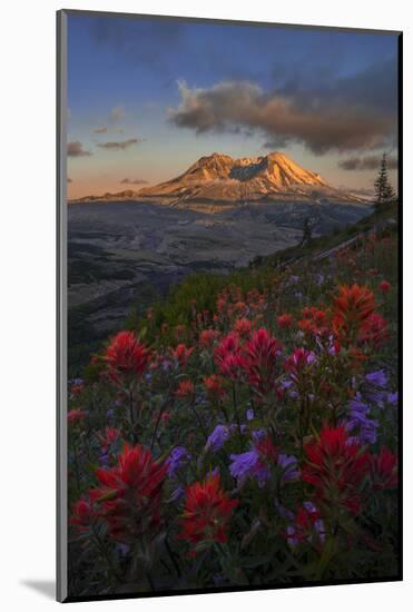 WA. Paintbrush and Penstemon wildflowers at Mount St. Helens Volcanic National Monument-Gary Luhm-Mounted Photographic Print