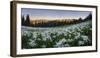 WA. Panorama of Avalanche Lily at dawn in a subalpine meadow at Olympic NP. Digital composite.-Gary Luhm-Framed Photographic Print