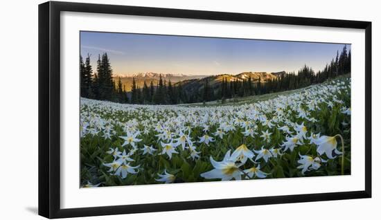 WA. Panorama of Avalanche Lily at dawn in a subalpine meadow at Olympic NP. Digital composite.-Gary Luhm-Framed Photographic Print