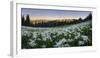 WA. Panorama of Avalanche Lily at dawn in a subalpine meadow at Olympic NP. Digital composite.-Gary Luhm-Framed Photographic Print