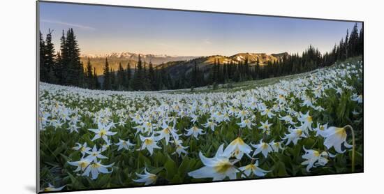 WA. Panorama of Avalanche Lily at dawn in a subalpine meadow at Olympic NP. Digital composite.-Gary Luhm-Mounted Photographic Print