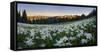 WA. Panorama of Avalanche Lily at dawn in a subalpine meadow at Olympic NP. Digital composite.-Gary Luhm-Framed Stretched Canvas