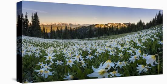 WA. Panorama of Avalanche Lily at dawn in a subalpine meadow at Olympic NP. Digital composite.-Gary Luhm-Stretched Canvas