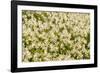 WA. Pattern of Avalanche Lily (Erythronium montanum) in subalpine meadow at Olympic National Park.-Gary Luhm-Framed Photographic Print