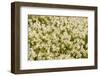 WA. Pattern of Avalanche Lily (Erythronium montanum) in subalpine meadow at Olympic National Park.-Gary Luhm-Framed Photographic Print