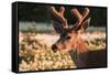 WA. Portrait of a Black-tailed deer, a buck in velvet, in a field of Avalanche Lily at Olympic NP.-Gary Luhm-Framed Stretched Canvas