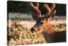 WA. Portrait of a Black-tailed deer, a buck in velvet, in a field of Avalanche Lily at Olympic NP.-Gary Luhm-Stretched Canvas