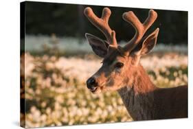 WA. Portrait of a Black-tailed deer, a buck in velvet, in a field of Avalanche Lily at Olympic NP.-Gary Luhm-Stretched Canvas