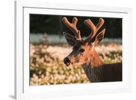 WA. Portrait of a Black-tailed deer, a buck in velvet, in a field of Avalanche Lily at Olympic NP.-Gary Luhm-Framed Photographic Print