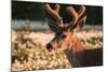 WA. Portrait of a Black-tailed deer, a buck in velvet, in a field of Avalanche Lily at Olympic NP.-Gary Luhm-Mounted Photographic Print