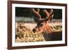 WA. Portrait of a Black-tailed deer, a buck in velvet, in a field of Avalanche Lily at Olympic NP.-Gary Luhm-Framed Photographic Print