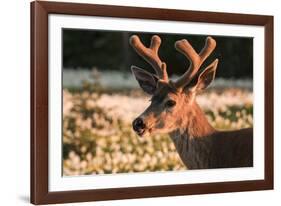 WA. Portrait of a Black-tailed deer, a buck in velvet, in a field of Avalanche Lily at Olympic NP.-Gary Luhm-Framed Photographic Print