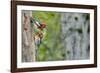 WA. Red-breasted Sapsucker flying from nest in a red alder snag while mate looks on.-Gary Luhm-Framed Photographic Print