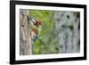 WA. Red-breasted Sapsucker flying from nest in a red alder snag while mate looks on.-Gary Luhm-Framed Photographic Print
