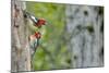 WA. Red-breasted Sapsucker flying from nest in a red alder snag while mate looks on.-Gary Luhm-Mounted Photographic Print