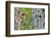 WA. Red-breasted Sapsucker flying from nest in a red alder snag while mate looks on.-Gary Luhm-Framed Photographic Print