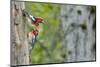 WA. Red-breasted Sapsucker flying from nest in a red alder snag while mate looks on.-Gary Luhm-Mounted Photographic Print