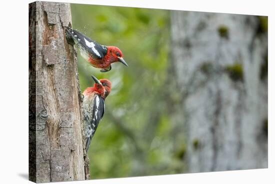 WA. Red-breasted Sapsucker flying from nest in a red alder snag while mate looks on.-Gary Luhm-Stretched Canvas
